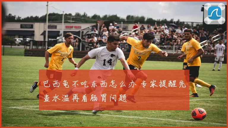巴西龟不吃东西怎么办 专家提醒先查水温再看肠胃问题