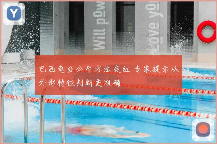 巴西龟分公母方法走红 专家提示从外形特征判断更准确